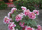 DSC00159